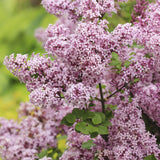 Livraison plante Lilas de Meyer Palibin – Pot 19 cm – Hauteur 90 cm