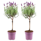 Livraison plante Lot de 2 arbustes de lavande Anouk® - d15cm - plante d'extérieur