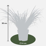 Livraison plante Lot de 3 Acorus gramineus 'Ogon'