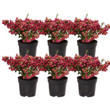Livraison plante Lot de 6 gaulthéries mucronées rouge - Pernettya mucronata Ø12cm | ↨20cm