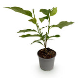 Livraison plante Magnolia Genie – Lot de 1 – Pot 12 cm – Hauteur 30 cm