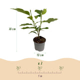 Livraison plante Magnolia Susan – Lot de 1 – Pot 12 cm – Hauteur 30 cm