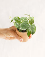 Livraison plante Mini Philodendron Scandens Pictus