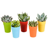 Livraison plante Mix de 5 succulentes et leurs caches - pots colorés h16cm