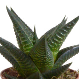 Livraison plante Mix de 5 succulentes et leurs caches - pots h13cm
