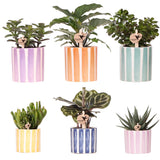 Livraison plante Mix de Plantes Vertes avec Pots Decoratifs Painted Stripe