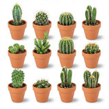 Livraison plante Mix mini Cactus - Pot terracota inclus