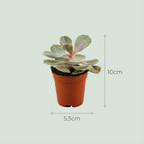 Livraison plante Mix mini Succulentes - Pot terracota inclus