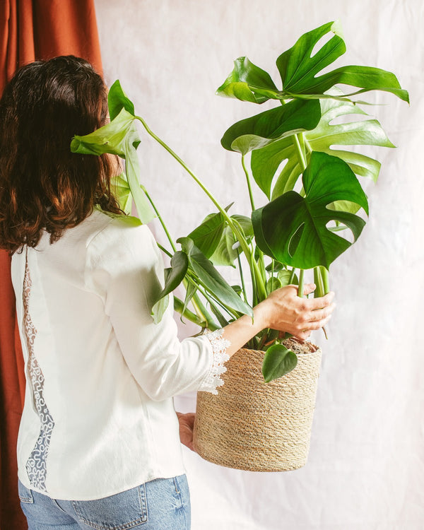 Monstera