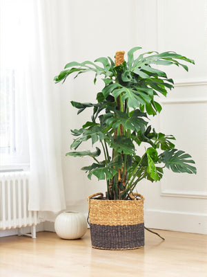 Monstera Deliciosa XXL