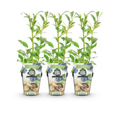 Livraison plante Myrtille Northland – Lot de 3 – Pot 9 cm