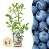 Livraison plante Myrtillier Bluegold – Lot de 3 – Pot 9 cm