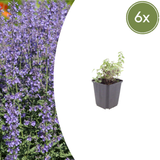 Livraison plante Nepètes
