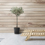 Livraison plante Olivier olea - 90cm - Ø19 - arbuste fruitier - Plante extérieur