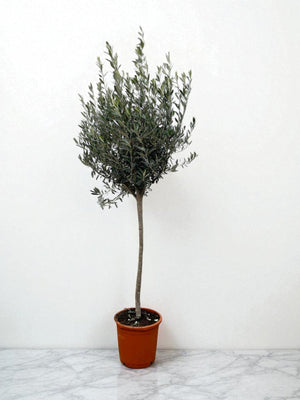 Olivier - Olea Europaea tronc