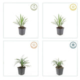 Livraison plante Ophiopogon - Herbe aux Turquoises 'Ingwersen'