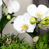 Livraison plante Orchidée blanche - Ø12cm - plante d'intérieur