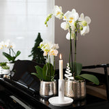 Livraison plante Orchidée Phalaenopsis blanche en pot argenté Amabilis