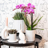 Livraison plante Orchidée rose - Ø9cm - plante d'intérieur