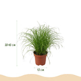 Livraison plante Pack 4 plantes dépolluantes