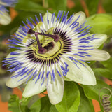 Livraison plante Passiflore caerulea – Lot de 2 – Pot 11 cm – Hauteur 40 cm