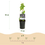 Livraison plante Passiflore Tricolore – Lot de 3 – Pot 11 cm – Hauteur 40 cm