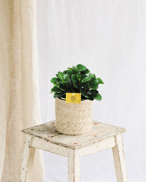 Peperomia Burning Bush