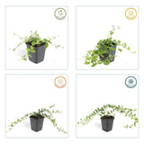 Livraison plante Petite Pervenche (Vinca minor)