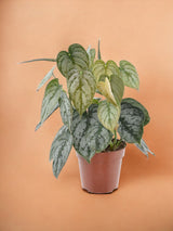 Livraison plante Philodendron Brandtianum