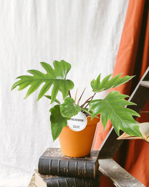 Philodendron Mayoi