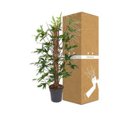 Livraison plante Philodendron Pedatum