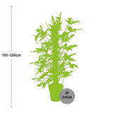 Livraison plante Philodendron Pedatum