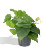 Livraison plante Philodendron Scandens - h15cm, Ø12cm - plante tombante