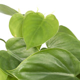 Livraison plante Philodendron Scandens - h15cm, Ø12cm - plante tombante