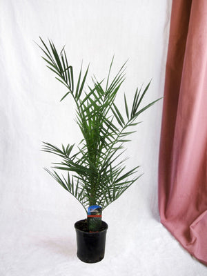 Phoenix Canariensis
