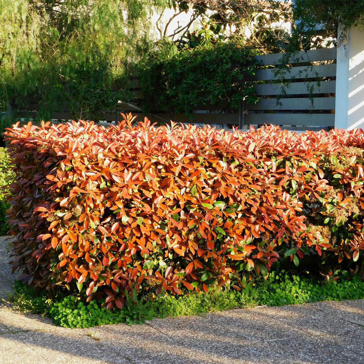 Livraison plante Photinia Red Robin – Lot de 6 – Pot 17 cm – Hauteur 55 cm