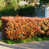 Livraison plante Photinia Red Robin – Lot de 6 – Pot 17 cm – Hauteur 55 cm