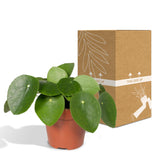 Livraison plante Pilea Peperomiodes h20.0cm