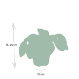Livraison plante Pilea Peperomiodes h20.0cm