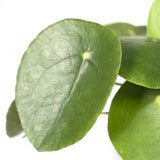 Livraison plante Pilea Peperomiodes h20.0cm