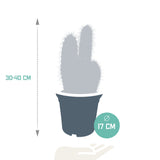 Livraison plante Pilosocereus Azureus - cactus d'intérieur