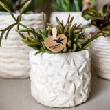 Livraison plante Plantes Star Fish Lausanne et Succulente en pots sur plateau