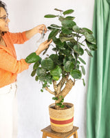 Livraison plante Polyscias Fabian XL