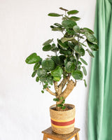 Livraison plante Polyscias Fabian XL