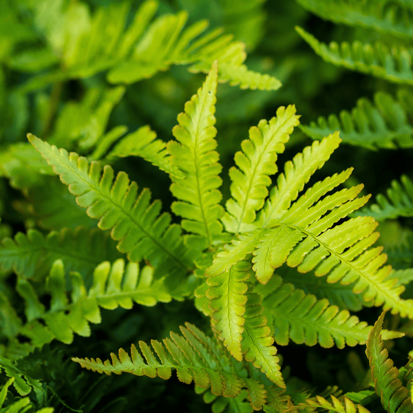 Livraison plante Polystichum fougère à peigne