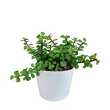Livraison plante Portulacaria afra - en pot blanc