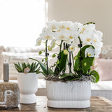 Livraison plante Pot Décoratif Diabolo Blanc