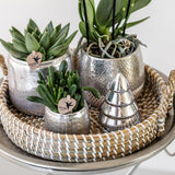 Livraison plante Pot décoratif Elite argenté brillant