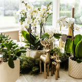 Livraison plante Pot Diamond Pearl en Travertin