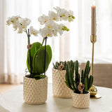 Livraison plante Pot Diamond Pearl en Travertin